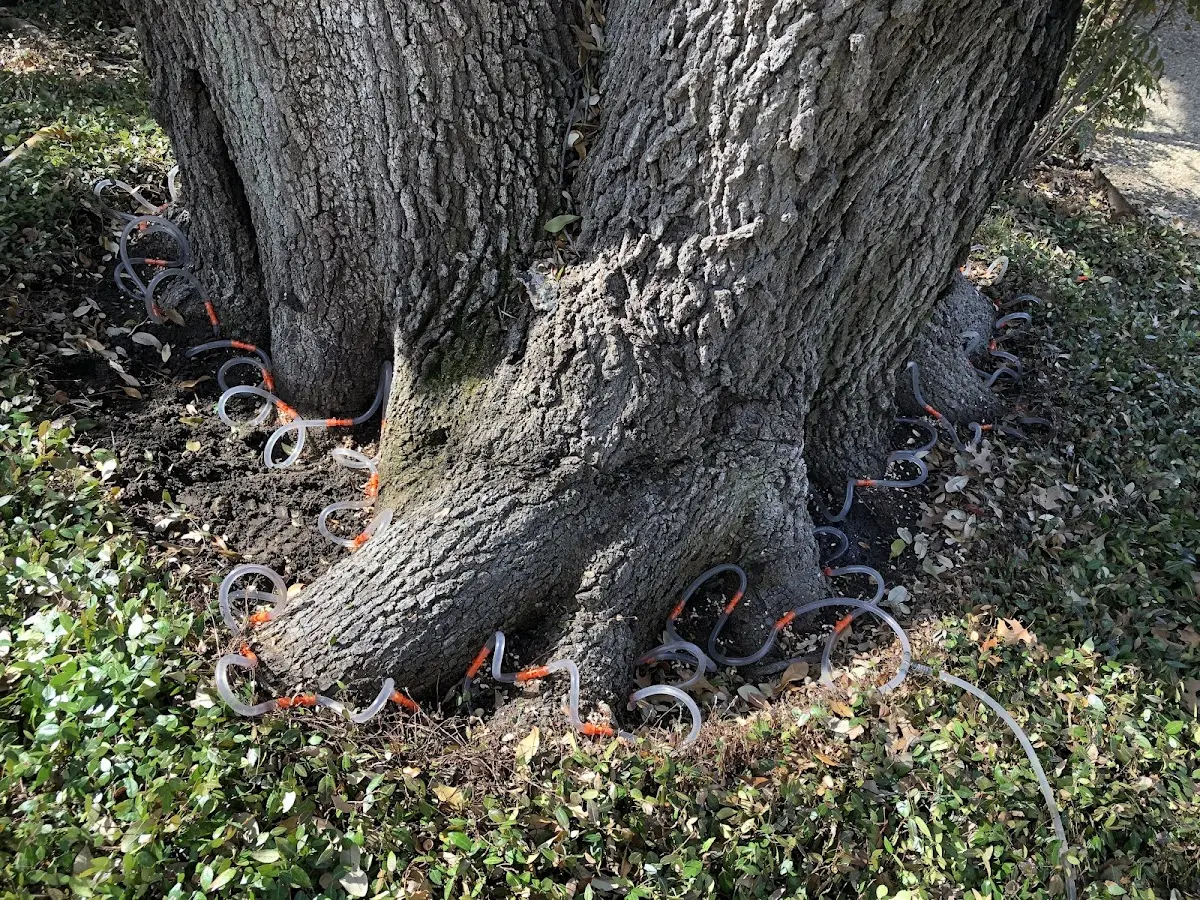 Detailed Tree Cabling and Bracing job site in New Portland