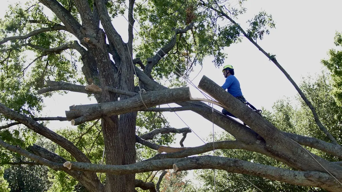 Professional Crown Thinning performed by certified arborists in New Portland