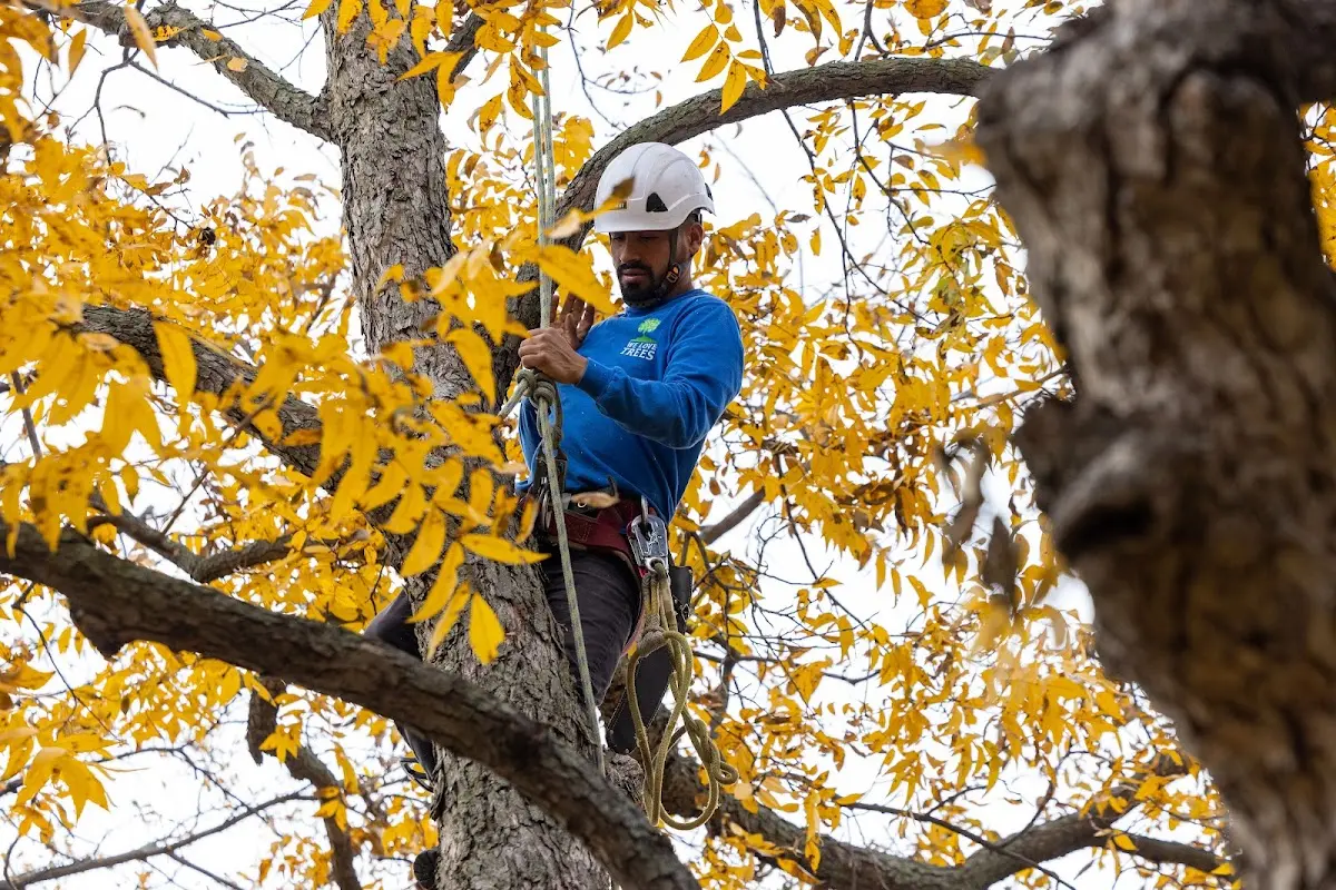 Skilled Tree Pruning crew working in New Portland